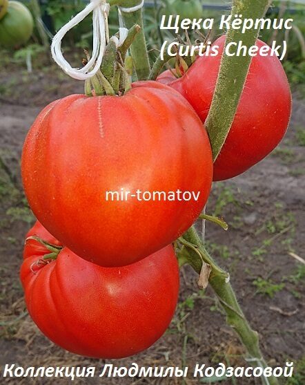 Щека Кертис